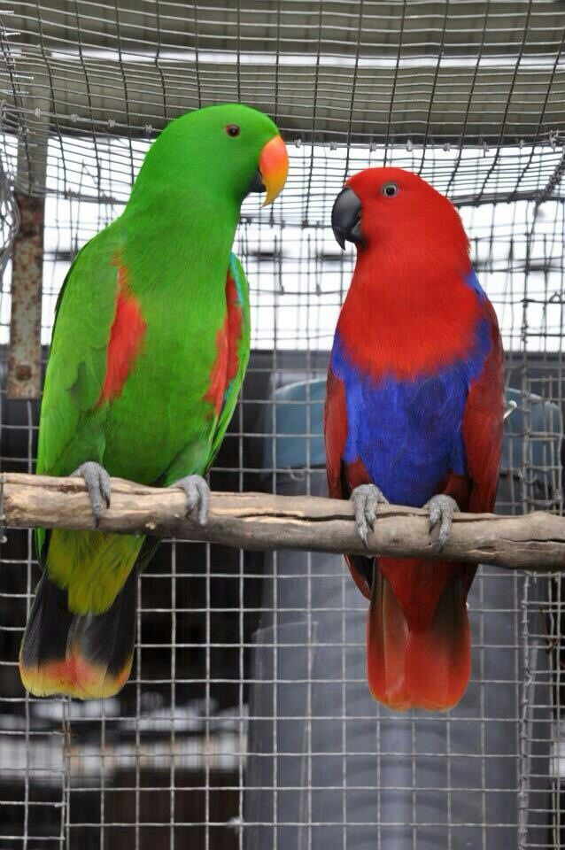 Breeding Eclectus Parrots In Australia