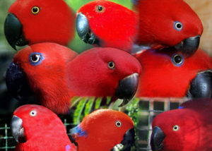 Female Eclectus Parrots
