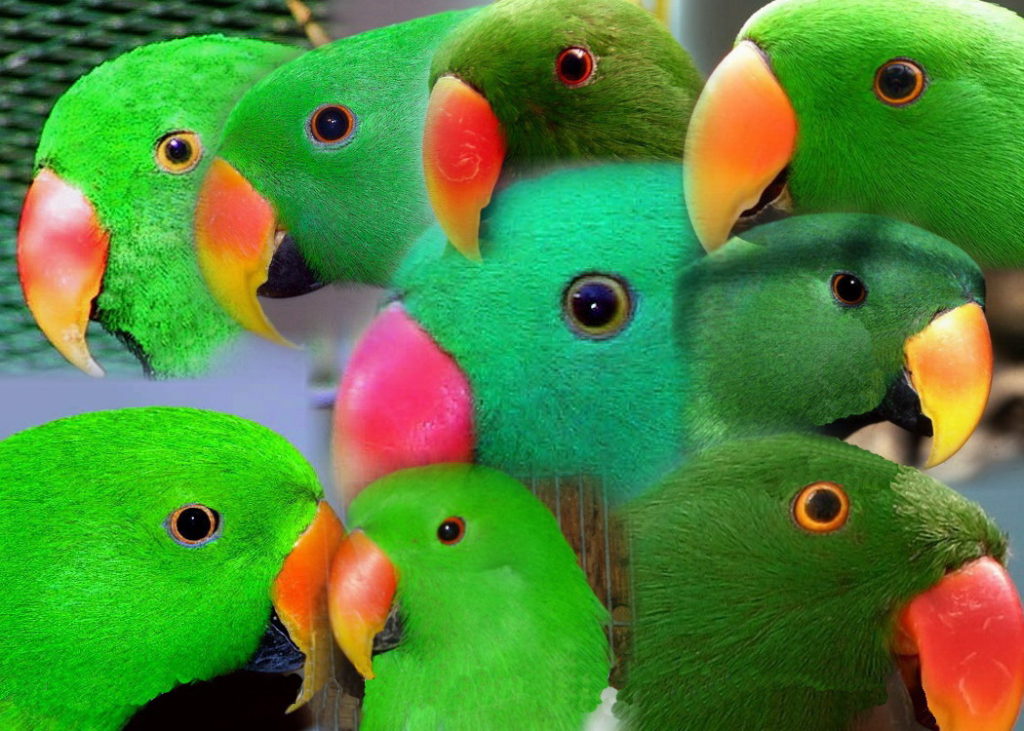 eclectus parrot mutations