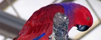 eclectus-parrots.com