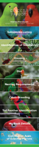 Eclectus Parrots Infographic