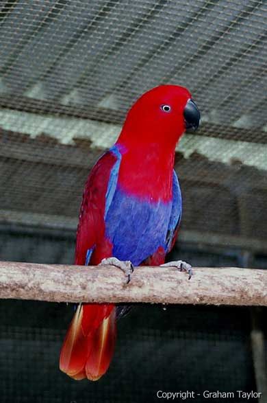 002solomonislandfemaleianharrington Eclectus Parrots